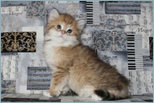 Female Siberian Kitten from Deedlebug Siberians